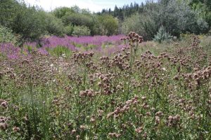 Invasive plant photo caption here