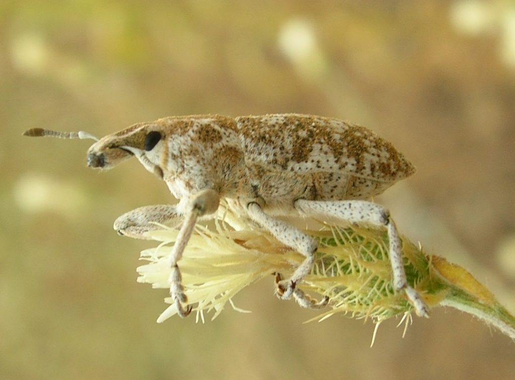 Cyphocleonus achates