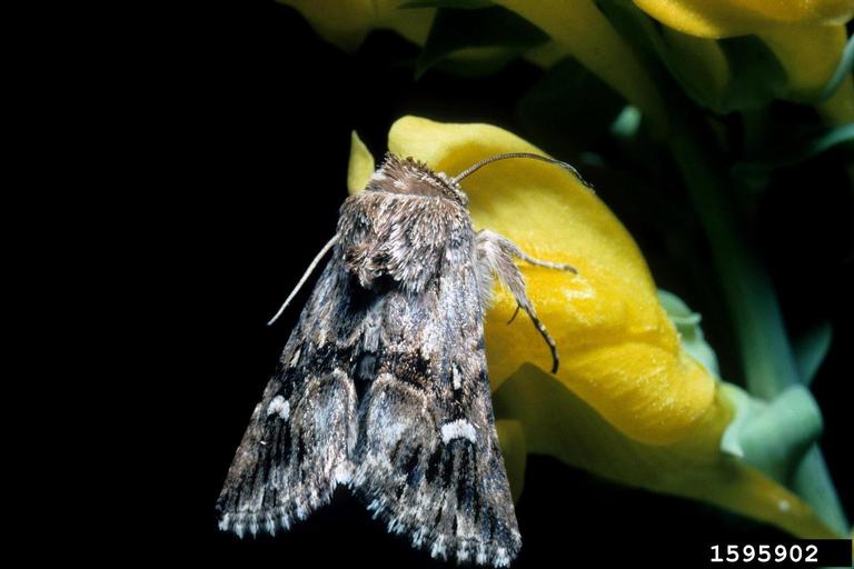 Calophasia lunula