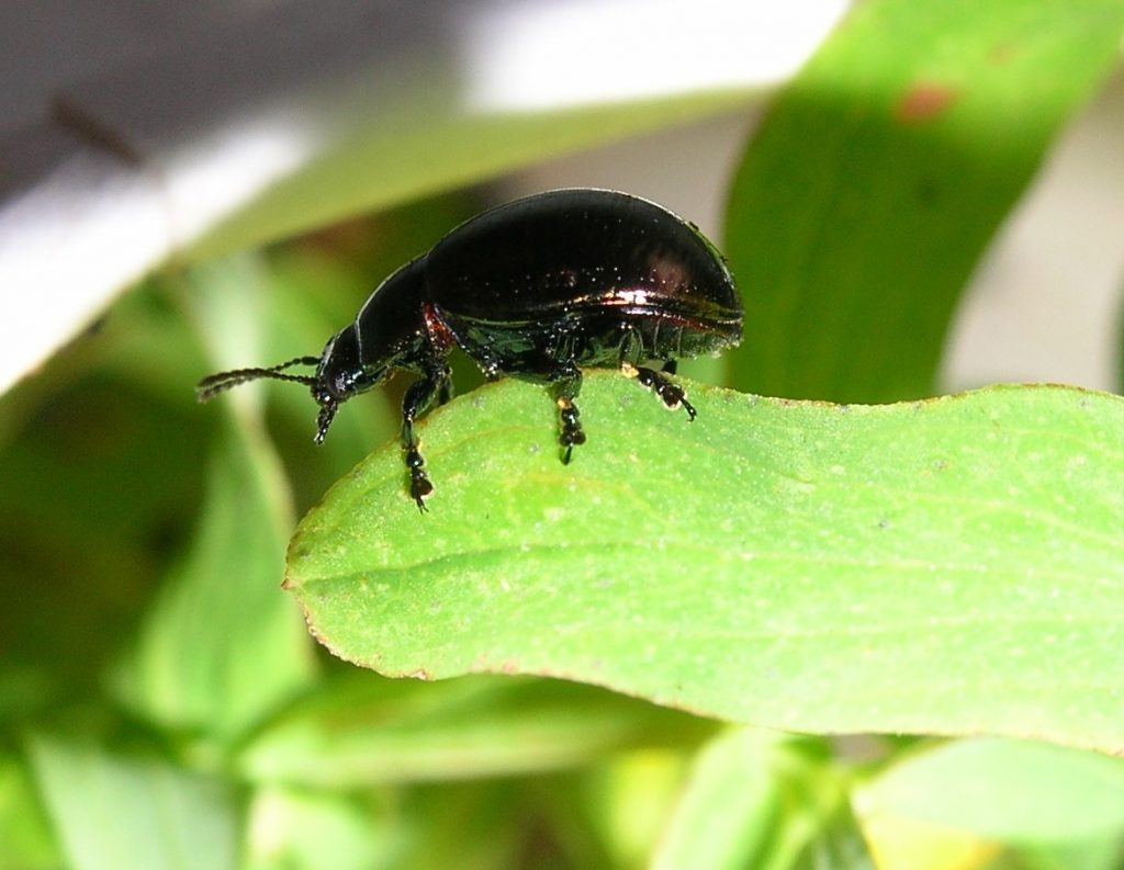 Chrysolina hyperici