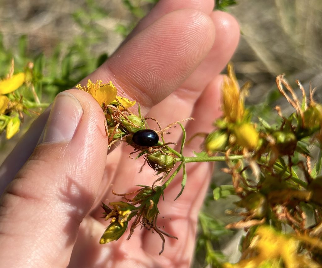 Chrysolina hyperici