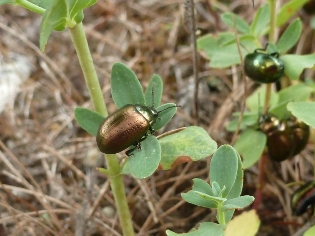 Chrysolina hyperici