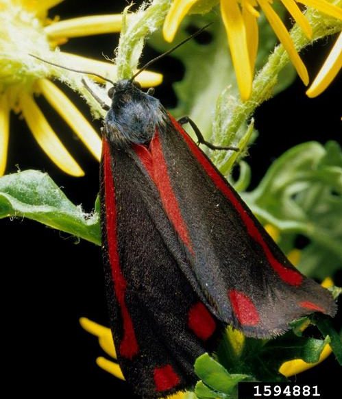 Tyria jacobaeae
