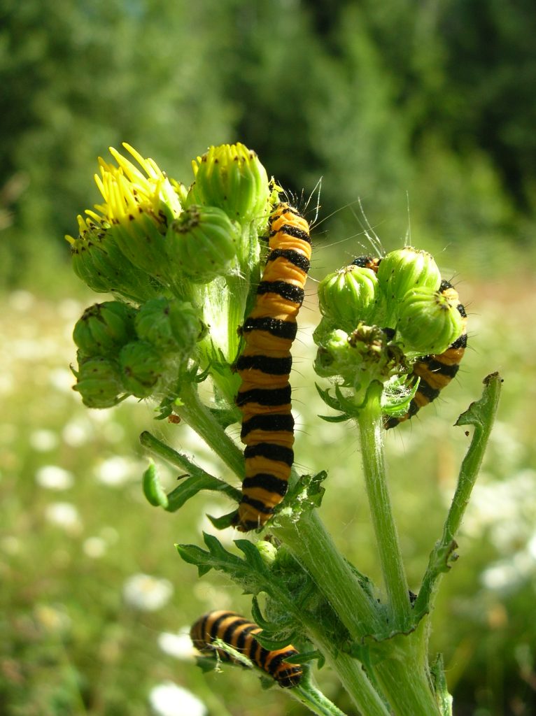 Tyria jacobaeae