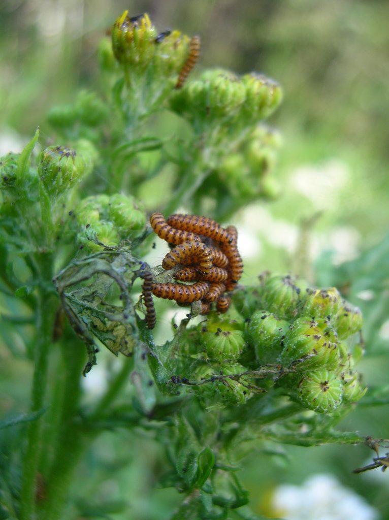 Tyria jacobaeae