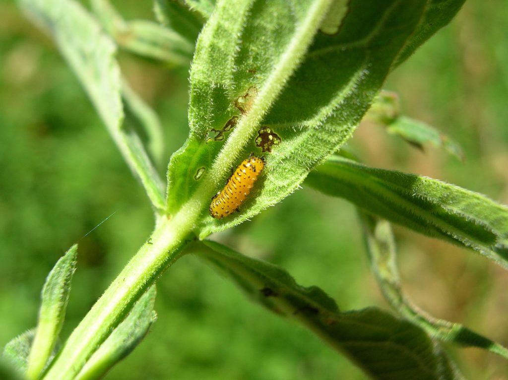 Galerucella spp.