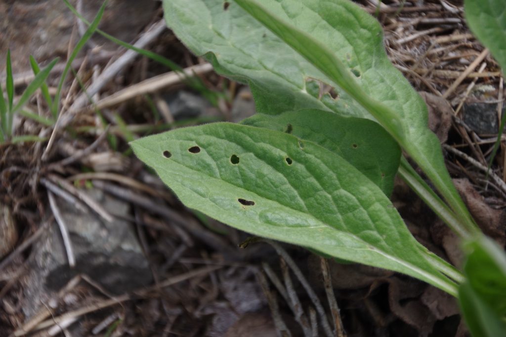 Mogulones crucifer