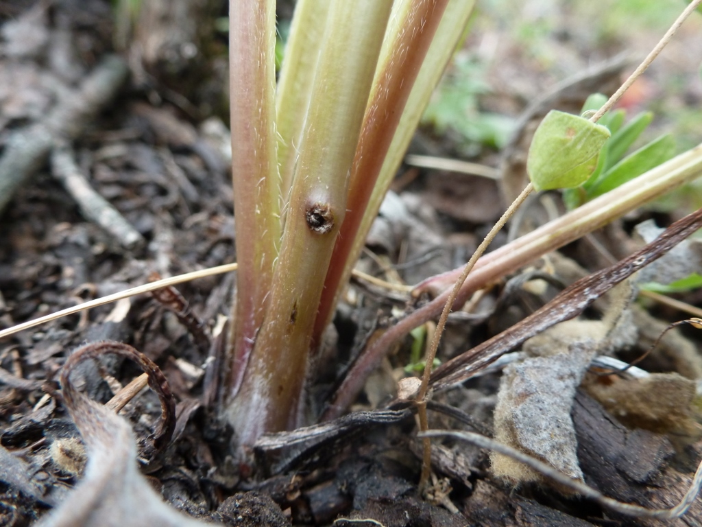 Mogulones crucifer