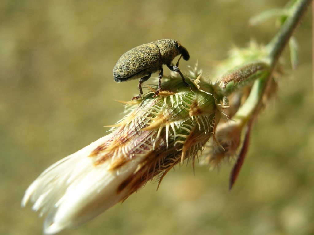 Larinus minutus