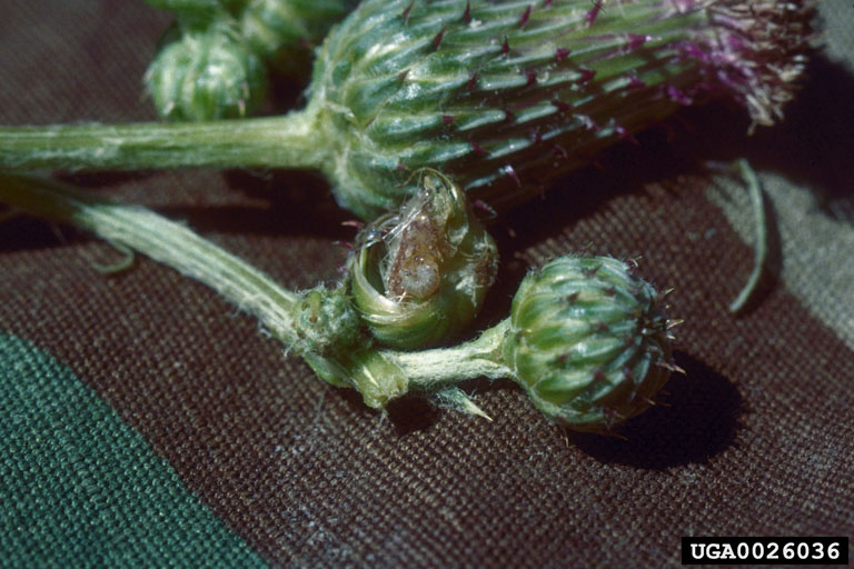 Larinus carlinae (previously L. planus)