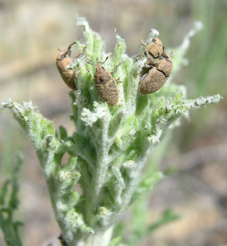 Larinus minutus