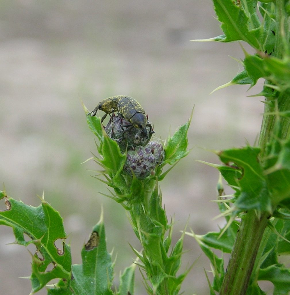 Larinus carlinae (previously L. planus)