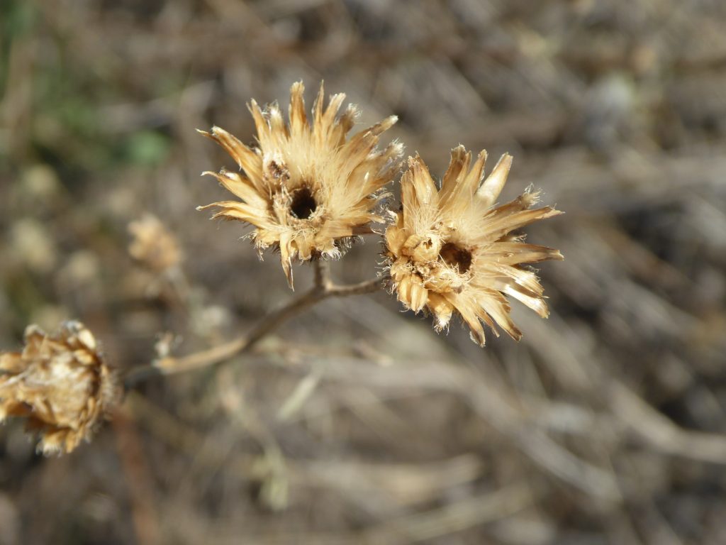 Larinus minutus