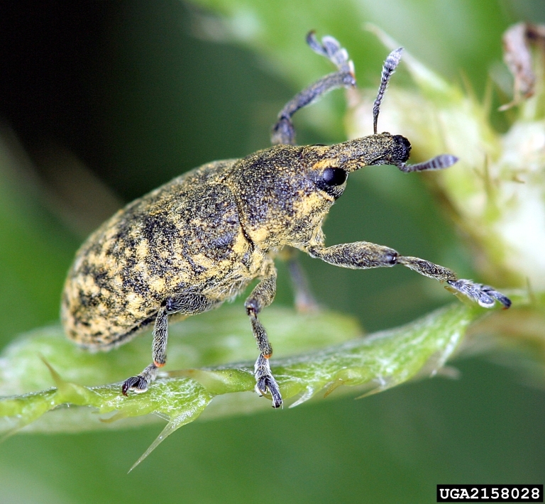 Larinus carlinae (previously L. planus)