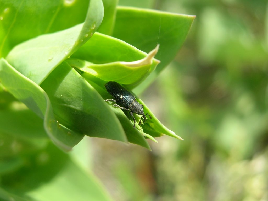 Mecinus janthiniformis