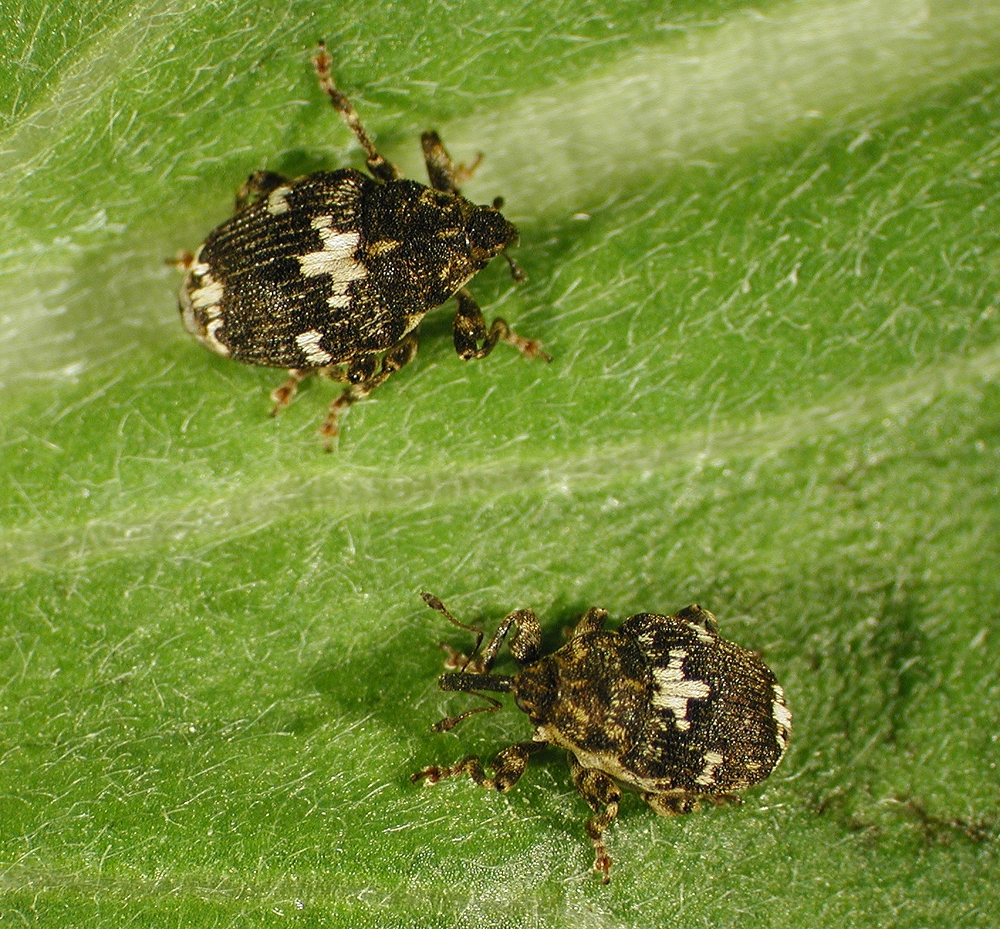 Mogulones crucifer