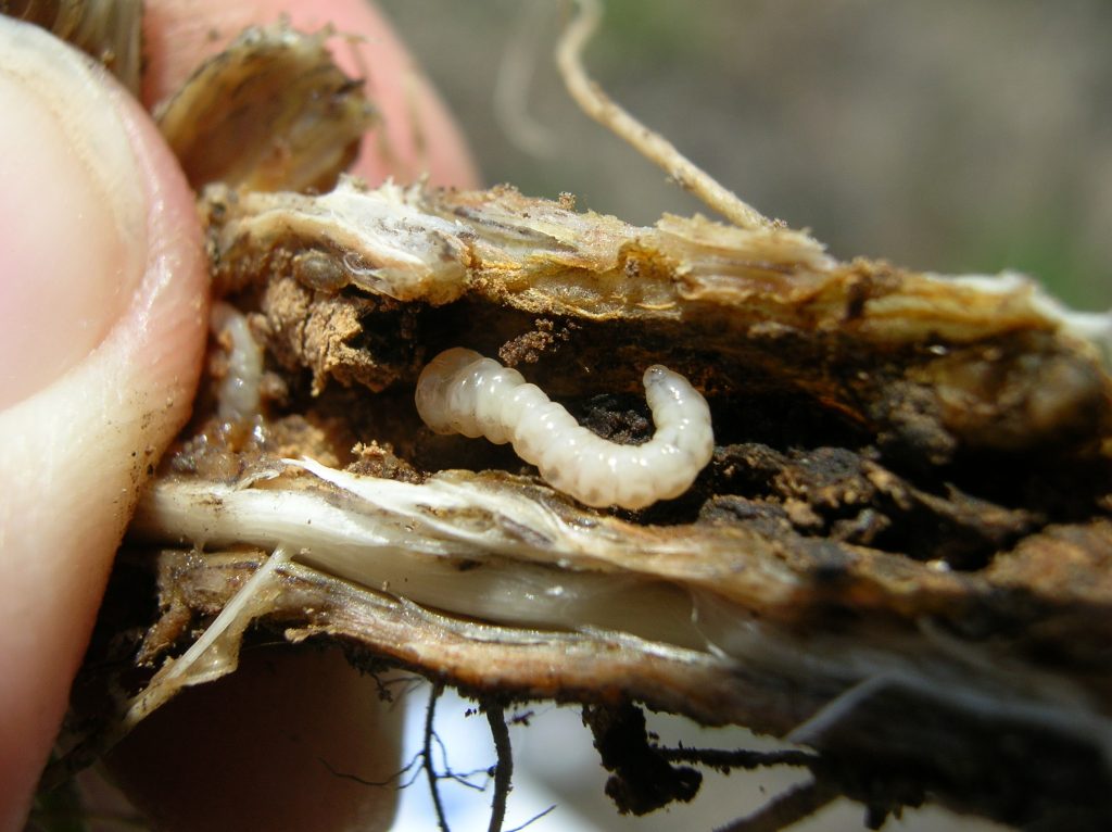 Sphenoptera jugoslavica