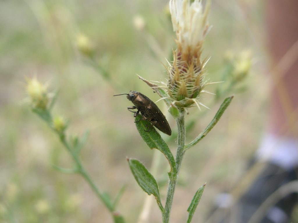 Sphenoptera jugoslavica