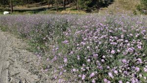 Invasive plant photo caption here