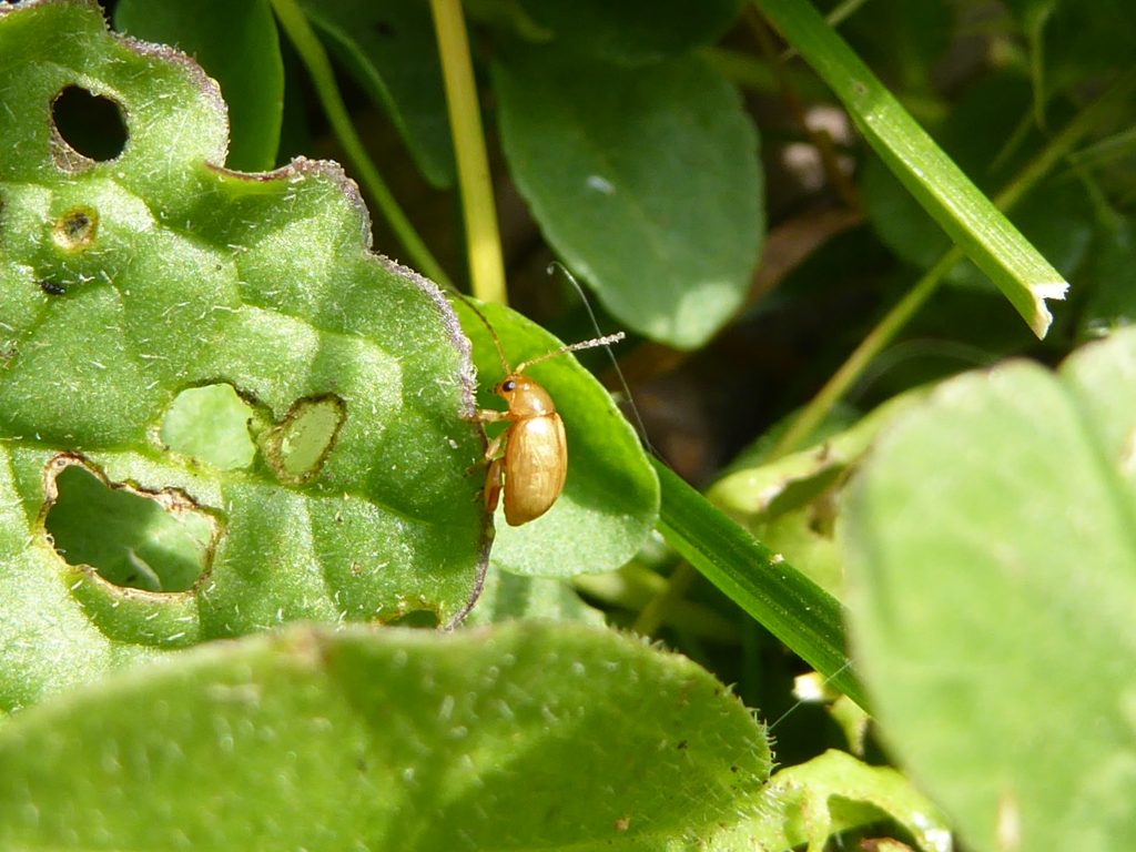 Longitarsus jacobaeae