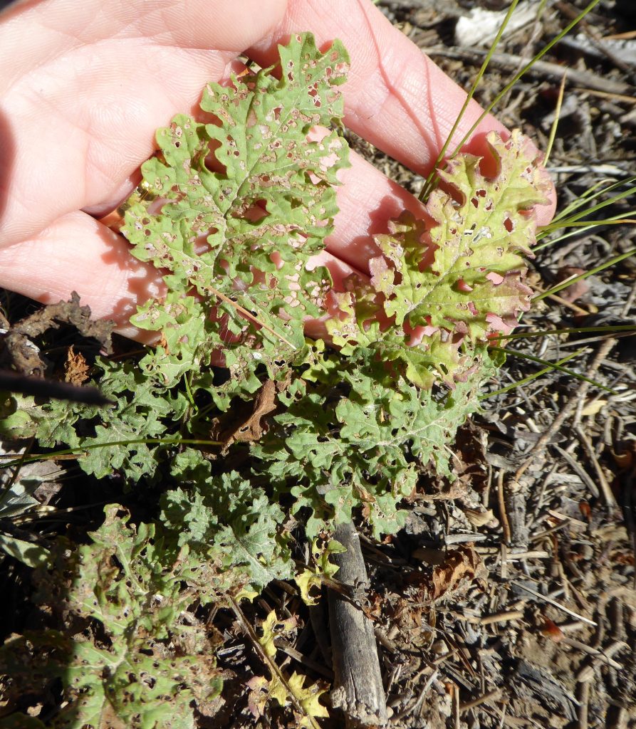 Longitarsus jacobaeae