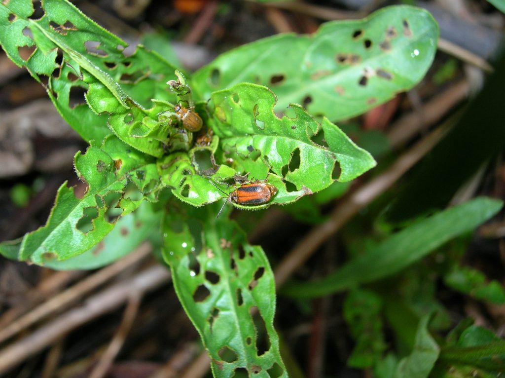Galerucella spp.
