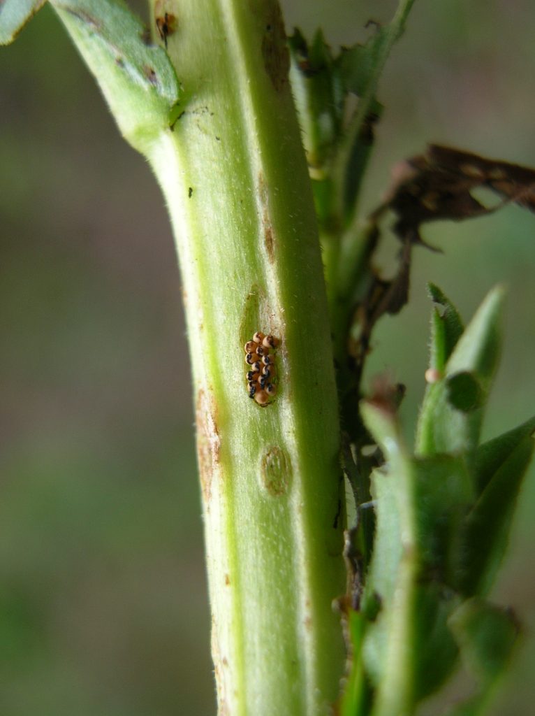 Galerucella spp.