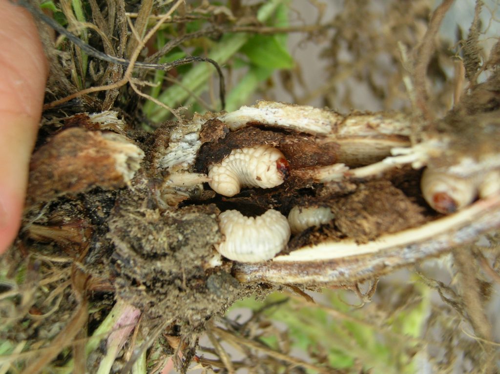 Cyphocleonus achates