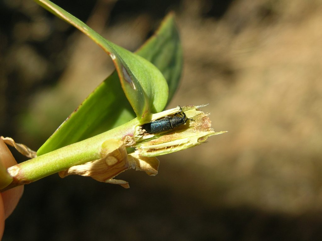 Mecinus janthiniformis