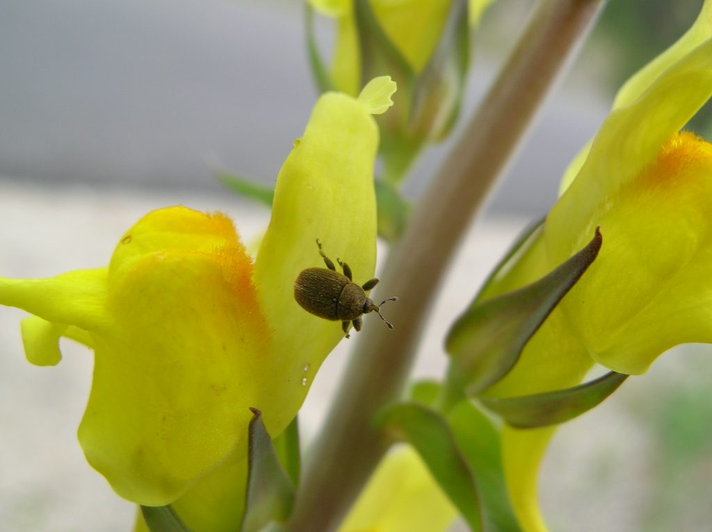 Rhinusa spp.